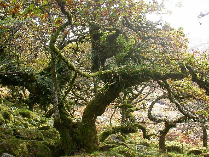 Wistman's Wood trees 3.jpg